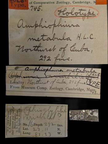 Media type: image;   Invertebrate Zoology OPH-745 Description: Labels for this specimen included in the specimen tray.;  Aspect: labels2